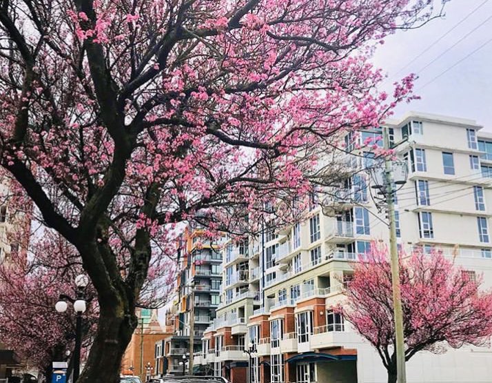 View Street is in bloom! Just in time for Monster Erg! #victoria #blossoms #cherrytree