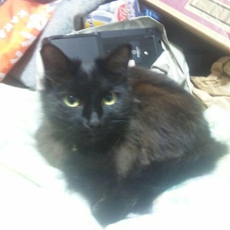 栽培マン در توییتر だから私は愛猫アイコンにしました 唐突なクソリプ ニャンニャンjdm
