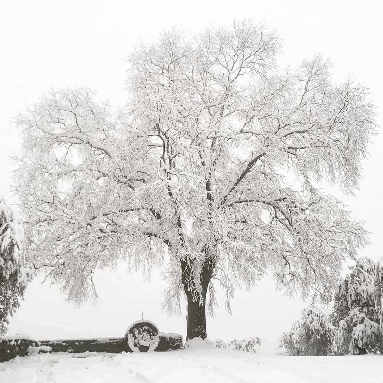 The White Magic Tree⠀ #chiantilife #snow #nature #silence #silenzio #neige #countryside #chianti #picsoftheday #chiantishire #tuscanygram #tuscany #toscana #igersarezzo #chiantilovers Photo credit: @laiena20