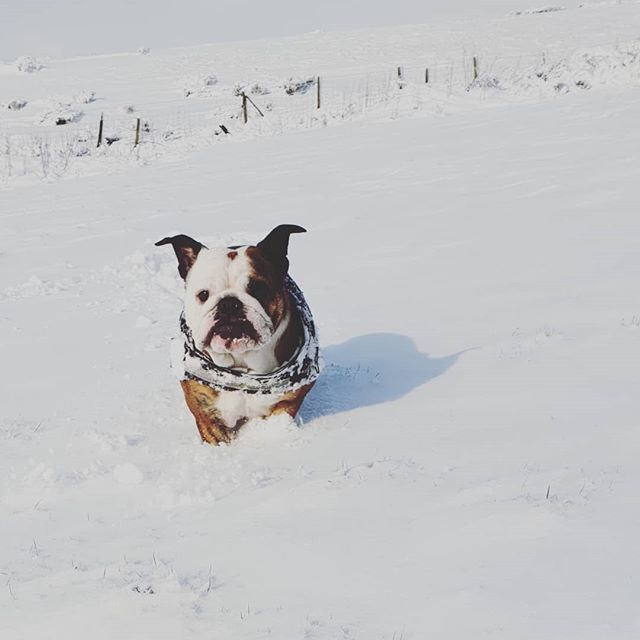 Yogadogs1's tweet photo. #bulldoginsnow - Grace having fun this morning in the snow #snowday #cornwall #bodminmoor #bully #uk #moor https://t.co/sg8Qsq8xqk https://t.co/IfMX4Rx0jh