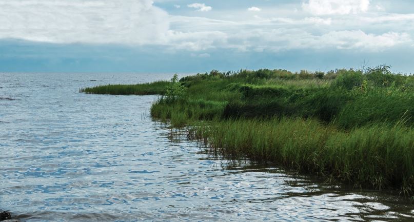 H2Owitch's tweet photo. For #WorldWetlandsDay add your voice to those dedicated to #RestoreTheCoast. It’s time to let our elected officials know that Louisianians are watching and we care about our coast.  https://t.co/R50G2m7gMv https://t.co/2G5lqqUfmz