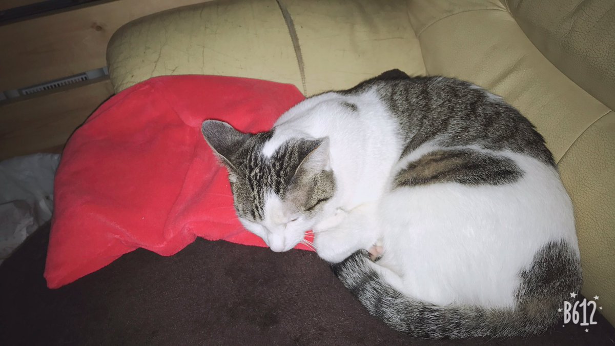 WgssDwq0AzgTMP4's tweet image. 湯たんぽと寝るはなちゃん🐱
気持ちよさそう☺️
 #ねこ
 #ねこのきもち 
 #ねこのいる生活 
 #ねこ好きさんと繋がりたい 
 #ねこ部 
 #はなちゃん