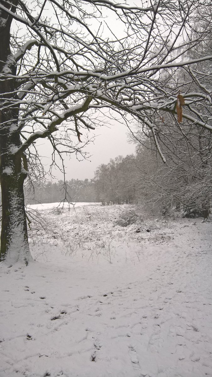 Nog steeds #sneeuw in de #Kaapsebossen waar het altijd mooi is.