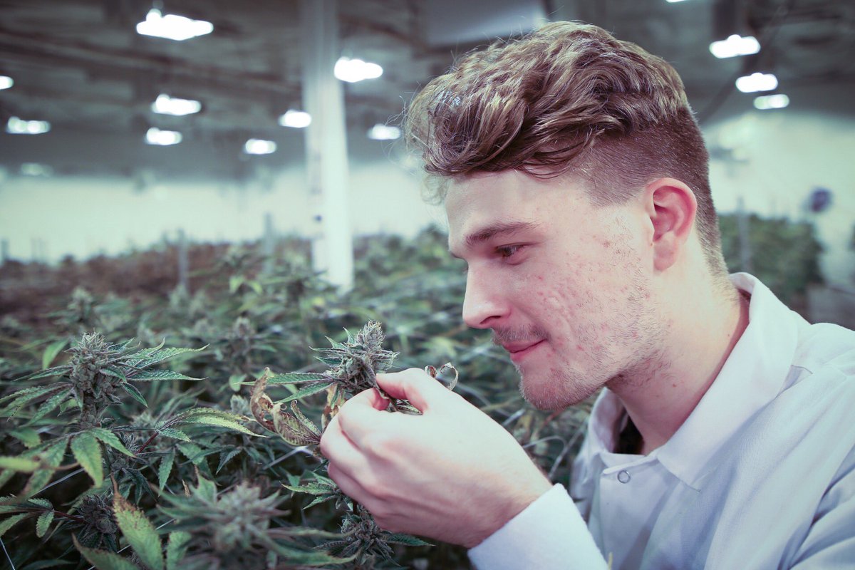 studentmmj's tweet image. Ever visited a #cultivation facility? 😍💚 More students need to LEARN in sophisticated operations like this!  Thank you to @_THCDesign one of California’s leaders in cultivation &amp;amp; breeding 🌱📈 Sign up at studentmmj.com! #CollegeCannabis