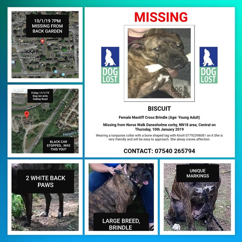 NorthantsLost's tweet photo. BISCUIT DISAPPEARED FROM HER GARDEN IN #CORBY #NORTHANTS ON 10/01. Could be anywhere now~please RT all areas!

https://t.co/3i6tG6dIYf

Join: https://t.co/9mOsUmfCg3

@lisaphipps15 @WboroDogSquad @CorbyRadio @CorbyPolice @CorbyCSP @CorbyHour @MissingPetsGB @HunnyJax https://t.co/acXNLZ4YWH