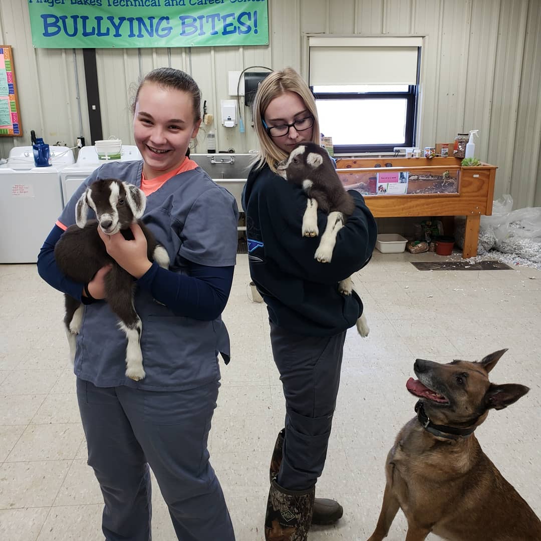 FLTCC_AnSci_1's tweet photo. We officially have names! Lorelei (left) and Luke (right). Both are happy and healthy!
#fltccanimalscience #fltcc #wflboces #wearefltcc #animalscience #boces #goats https://t.co/wQaZgmmUpg