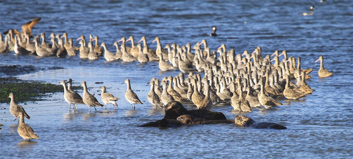 USFWS's tweet image. Tomorrow is #WorldWetlandsDay and we're celebrating Elkhorn Slough in California. Elkhorn Slough joined 38 other wetland sites in the US and 2,330 sites worldwide in a network of globally important #wetlands. (Photo Credit: Lilian Carswell/USFWS) go.usa.gov/xE9ea