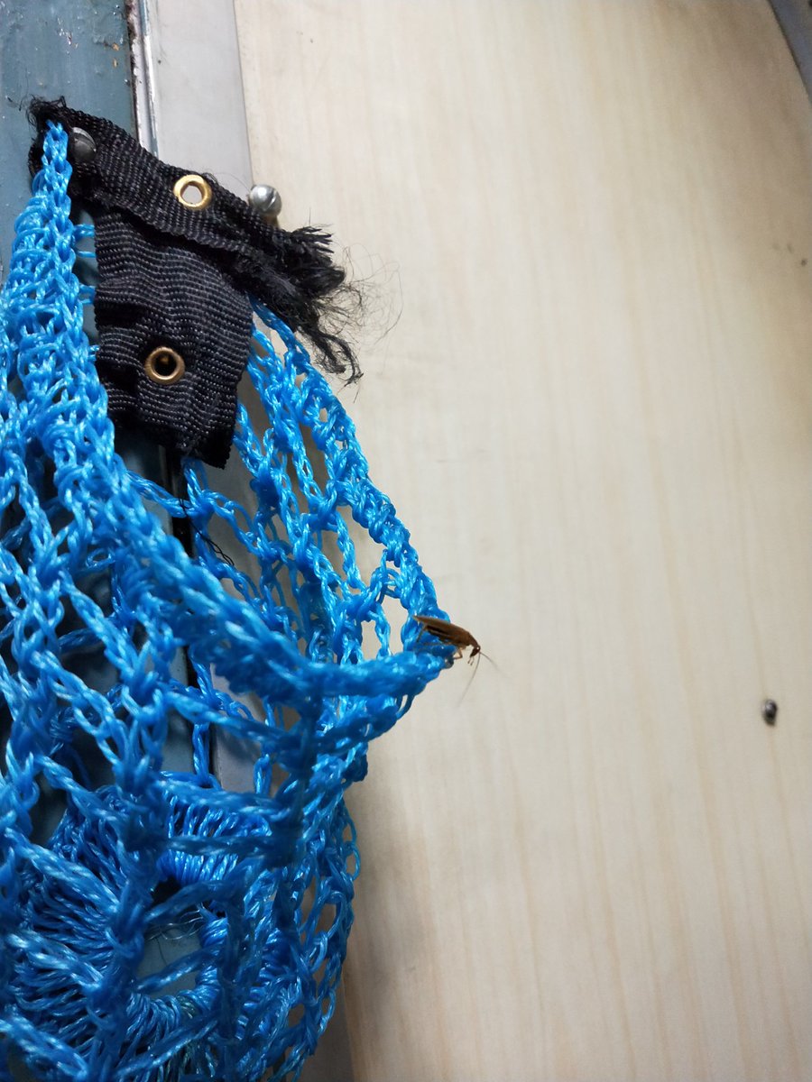 Achal_Mayukh's tweet image. Found a fellow passenger who happens to be a cockroach.  I wasn&apos;t aware they are into travelling these days. Hail Indian railways!

I hope someone takes action.
Details:
PNR: 2356668765
Train: DEE JU SUP(22482)
Seat : 20
#IndianRailways #indianrailway #trains @PiyushGoyal