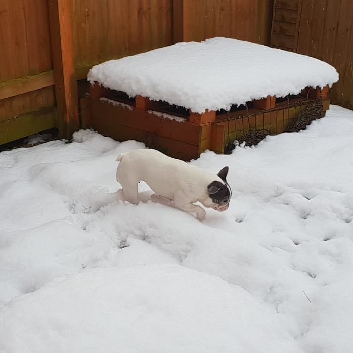 Obligatory snow tweet.

#snow #snowdog #frenchbulldog #bristolsnow #adventurebear