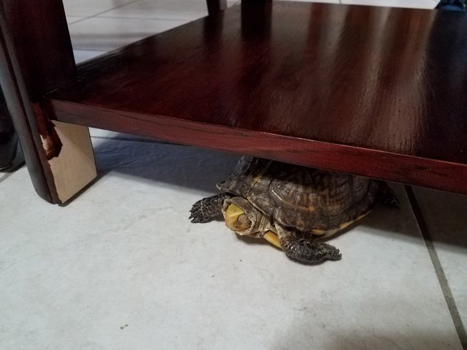 Sally chilling out 🐢 https://t.co/rVOdbfhdUP