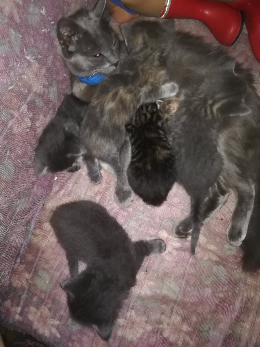 Multidimention2's tweet image. Fur babies! Cuteness overload.