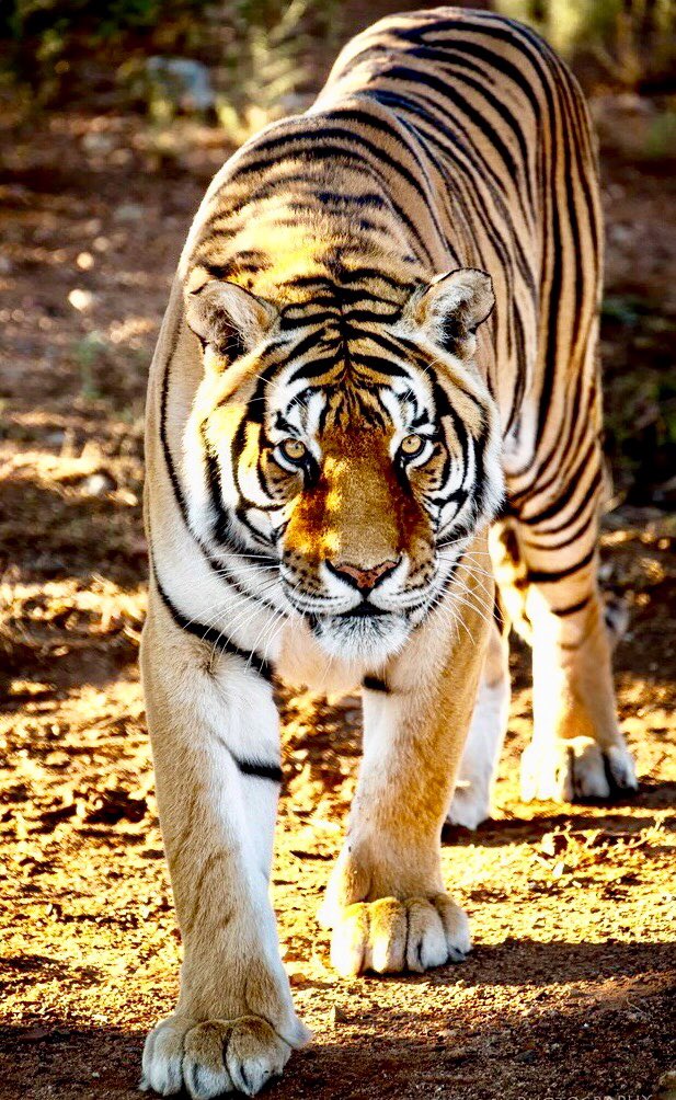 Good night(-_-)zzz