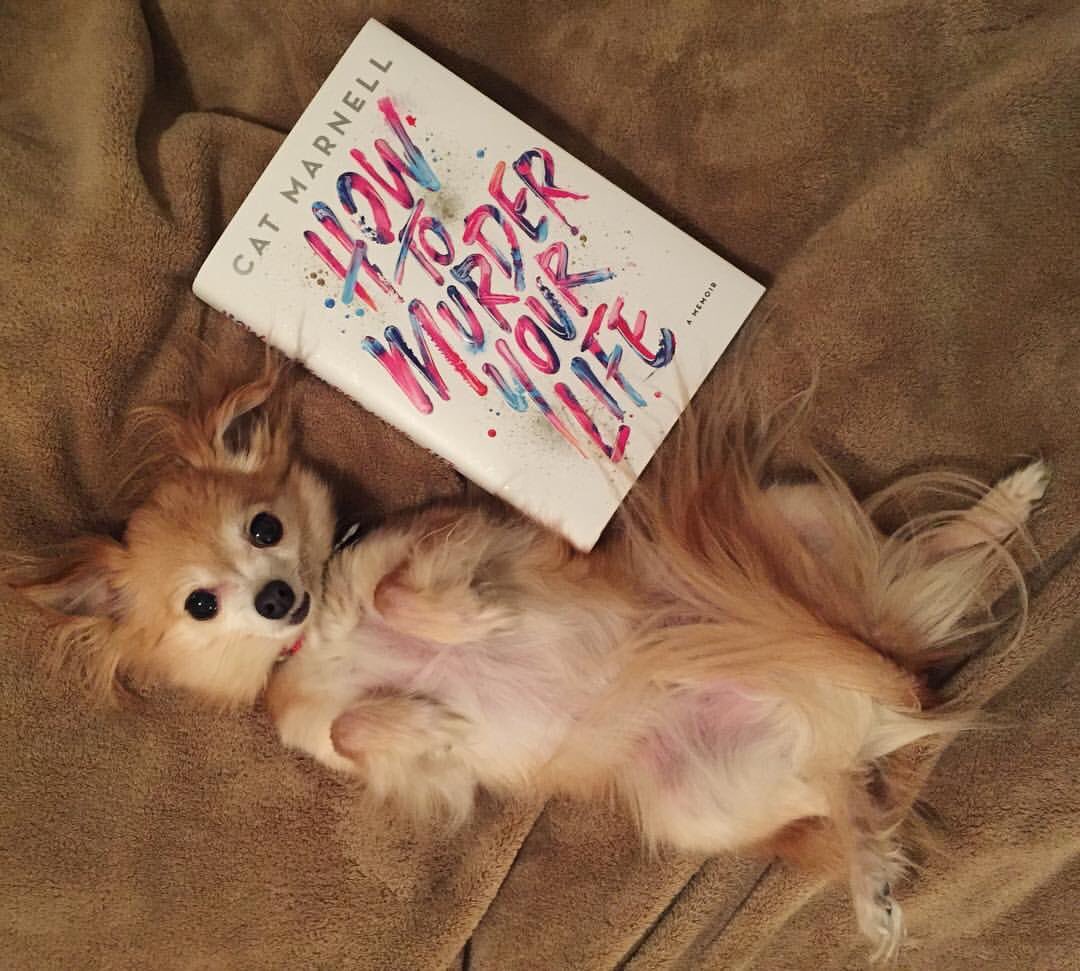 cassidycarmen's tweet photo. Still one of the best memoirs we have been lucky enough to read. @Cat_Marnell #howtomurderyourlife https://t.co/tFp8qx0foB