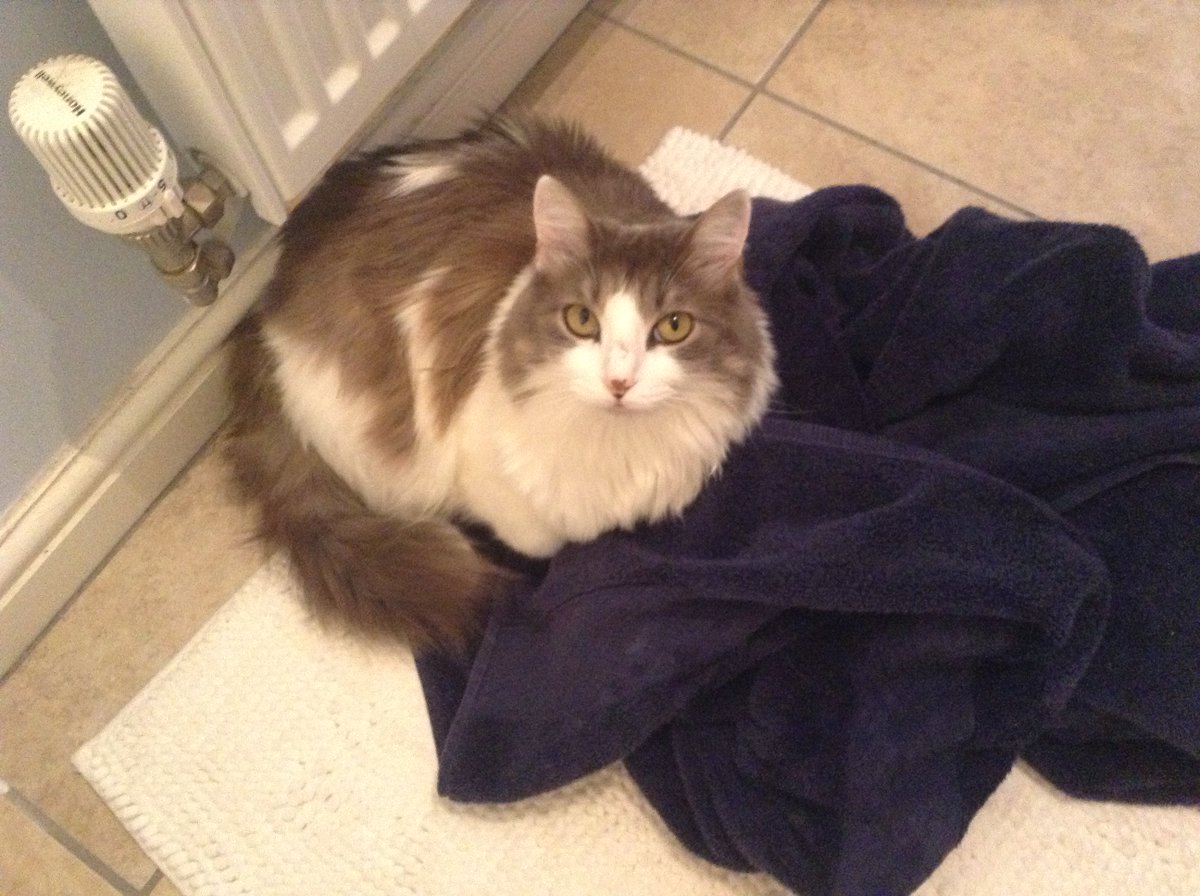 BlackwellsBooks's tweet photo. Professional towel warming #FelineFriday #FelinesofFlorida #princessjuliet https://t.co/hbJ8MILvqv