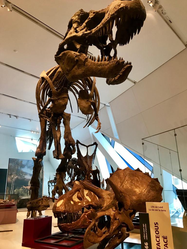 citlallirios's tweet photo. Meet #DinoZuul Destroyer of Shins, a sledgehammer-like tail new dinosaur in the @ROMtoronto original exhibition Zuul: Life of an Armoured Dinosaur!!! Now open until May 20, 2019...meet #ROMtrex too 🦖! ... Great job @VictoriaArbour @DavidEvans_ROM @TomHoltzPaleo @SinkingShipEnt https://t.co/Qoie8JWPuO