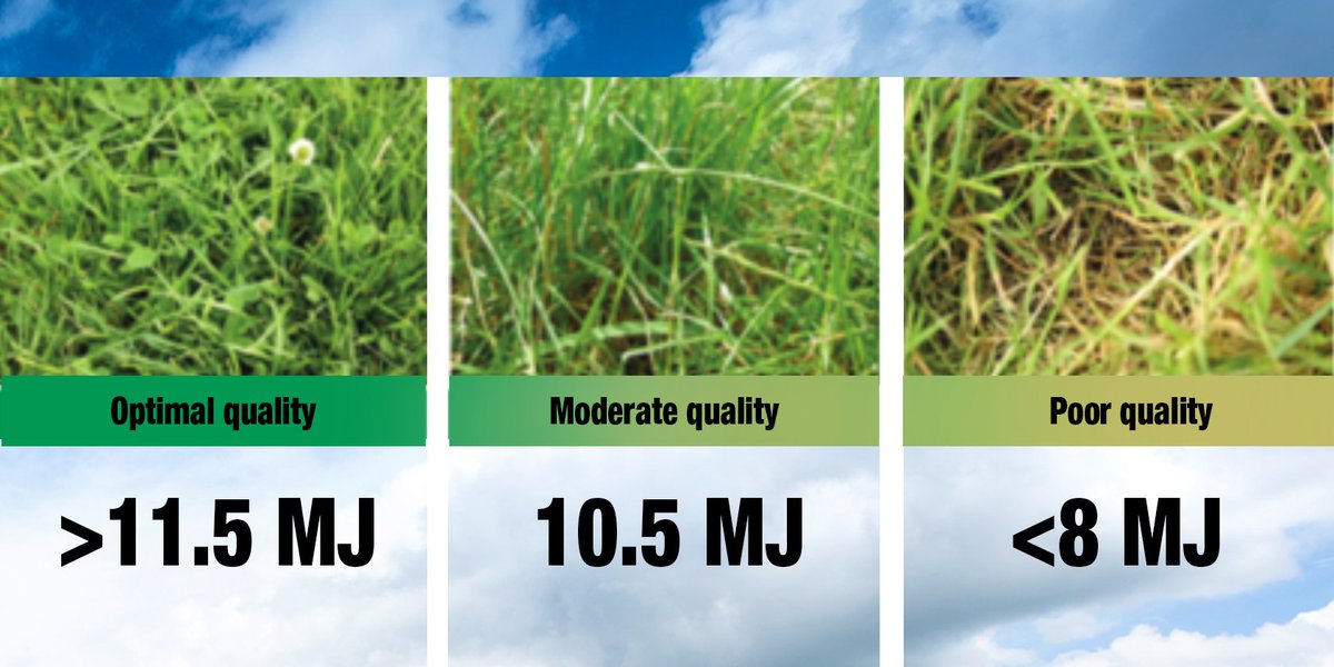 #3. Improve grass yield &amp; quality
It’s essential to evaluate existing swards to maximise milk from forage productions. Check out the quality differences below. 

<a href="/ecosyl_/">Ecosyl</a> <a href="/GerminalUKAgri/">Germinal GB</a>
#TeamDairy #BritishAgri #BritishDairy #GrasstoMilk #KnowledgeAdvances #CuttoClamp #5for500