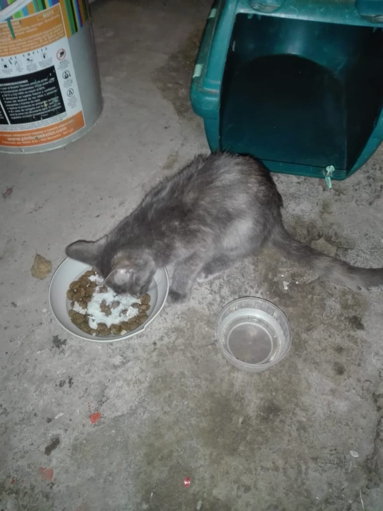 VoluntariadoJCP's tweet photo. DIFUNDIR URGENTE! TRANSITO O ADOPCIÓN! gatita rescatada casi se la comen dos perros! La entro una sra que tiene 24 perros y se están volviendo locos para agarrarla. Tránsito o adopción urgente #SanMiguel 
contacto 1165656588 (Dora) https://t.co/UlirU6ZeE0