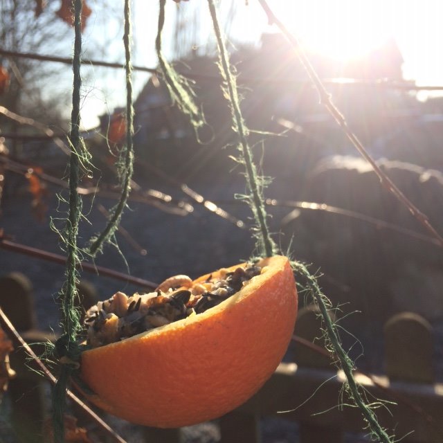 WorcsBRC's tweet photo. With the cold weather the birds are flocking to garden feeders. Here's some photos from our Winter Bird event Suckley Primary School. Lots of bird watching and lots of mess making orange fat ball feeders! #HLF #birds #malvernswildlife https://t.co/34Iudd9FEh