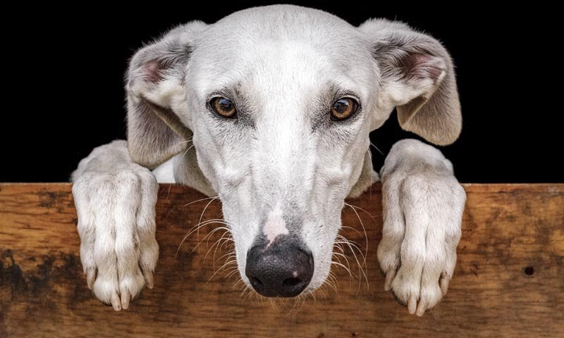 evalunna_'s tweet photo. Mi raza favorita es rescatado 🐾 #StopCaza #DíaMundialDelGalgo #FreeGalgos https://t.co/BgcezsRVdH