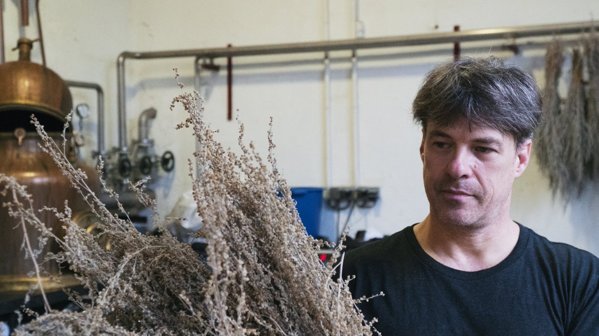 Absinthe pioneer Ted Breaux holds a bundle of dried Grande Wormwood at the Combier Distillery in Saumur.

#DrinkLucid
#LucidAbsinthe