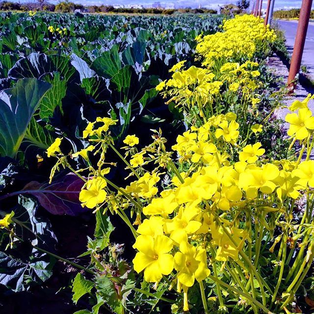 MedBirding's tweet photo. ¡Que alegría para nuestros ojos contemplar el agret florido en la #huerta durante el invierno! #hortaesvida, #hortanord, #valencia https://t.co/xkAtjK0TXU https://t.co/w1gXTs9v9b