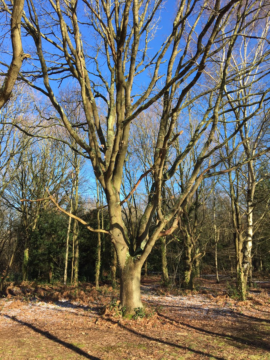 ChisCommons's tweet photo. Take a winter walk to see the full beauty of our woodlands #chislehurstcommons #chislehurst #idverde #pettswood https://t.co/ZPQyKc1vAz