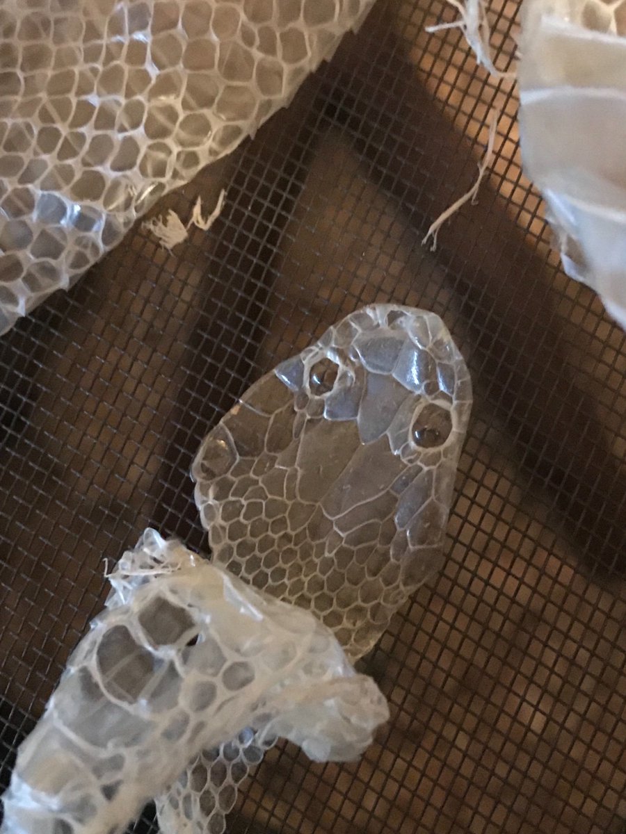 CoilCity's tweet photo. As a snake owner, it’s a good idea to check their shed skins to make sure they shed both of their eye-caps!

#snake #reptile #pet #animal #snakes #snek #reptiles #sneks #CoilCitySnakes #ballpython #python #pythons #ballpythonmorphs #pets #animal #pets #ballpythonlove https://t.co/OODFxd33N1