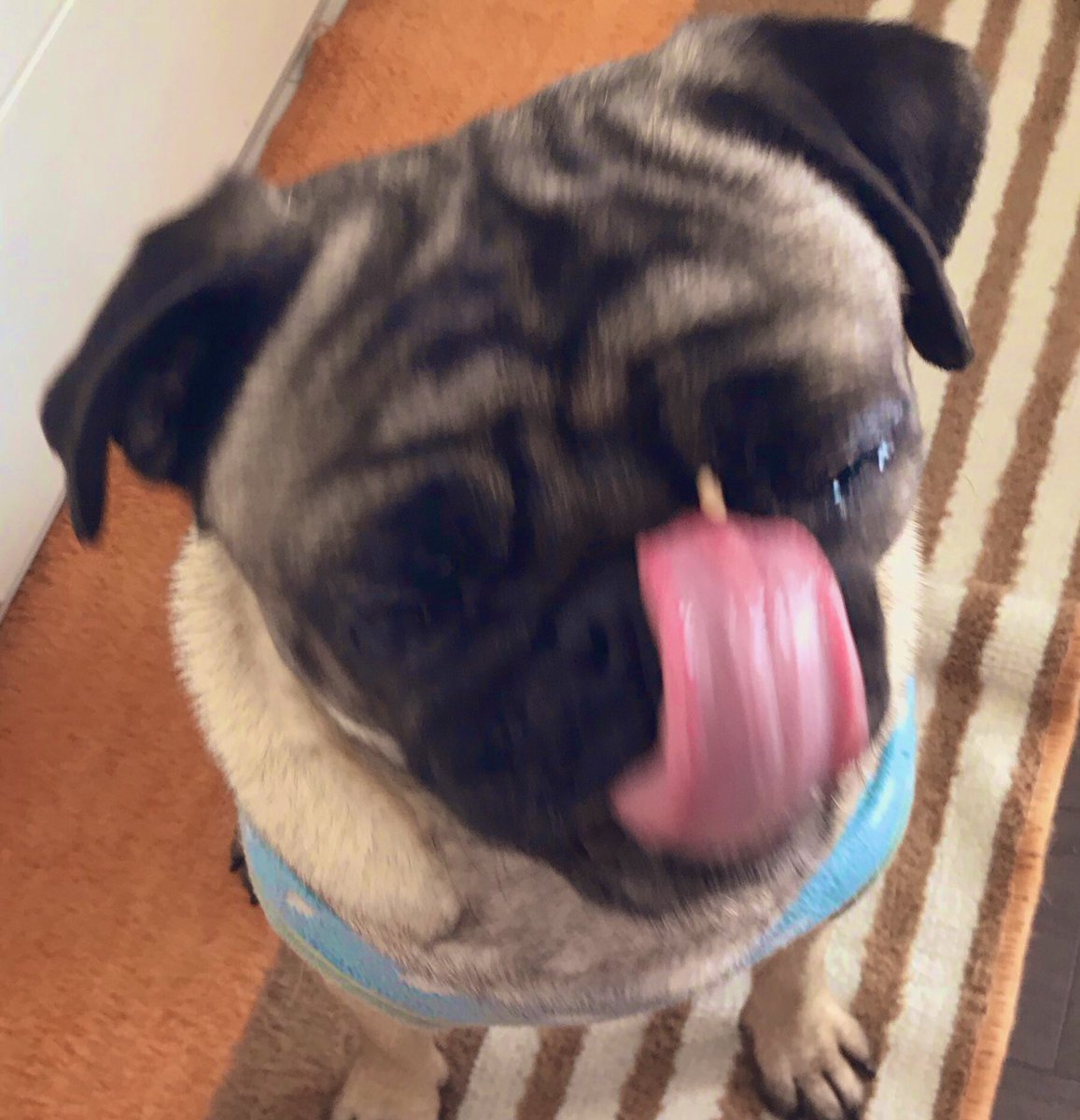 犬チュール 犬チュール