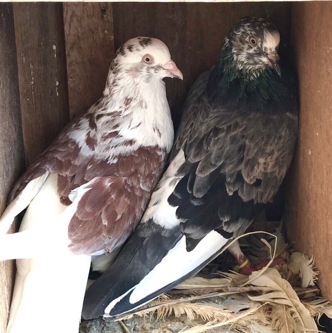 観賞鳩のtwitterイラスト検索結果 古い順