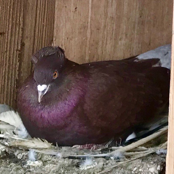 観賞鳩のtwitterイラスト検索結果 古い順