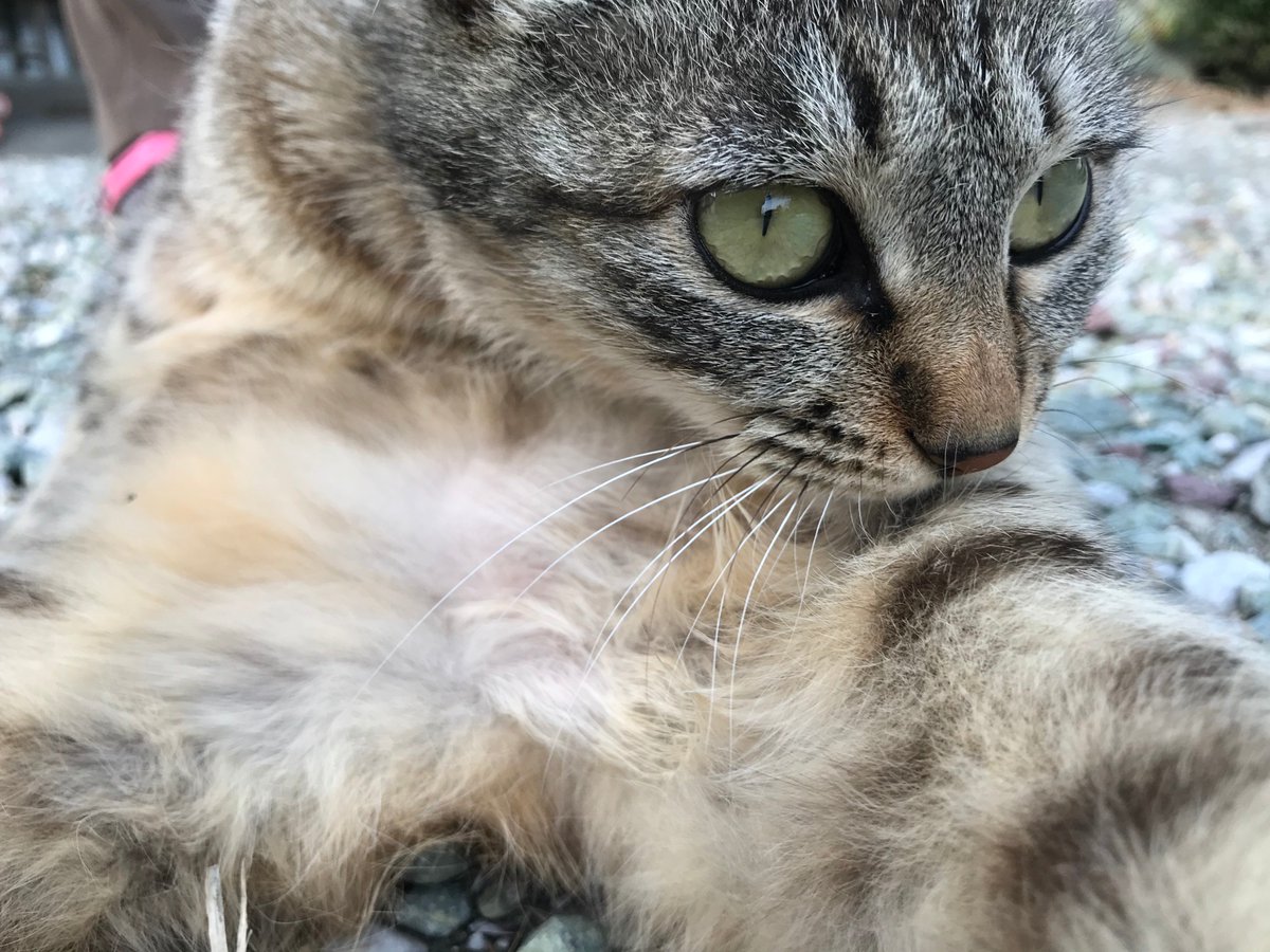 NHana2019's tweet photo. こんにちは。Twitterはじめました。#はじめてのツイート 
可愛い猫ちゃんと四季折々の花の画像をツイートします。
猫と花の好きな方とつながっていけたら嬉しいです。 フォロー頂けたら、お返しいたしますね❣
#猫
#可愛い
＃花 https://t.co/IMW2lnER4C