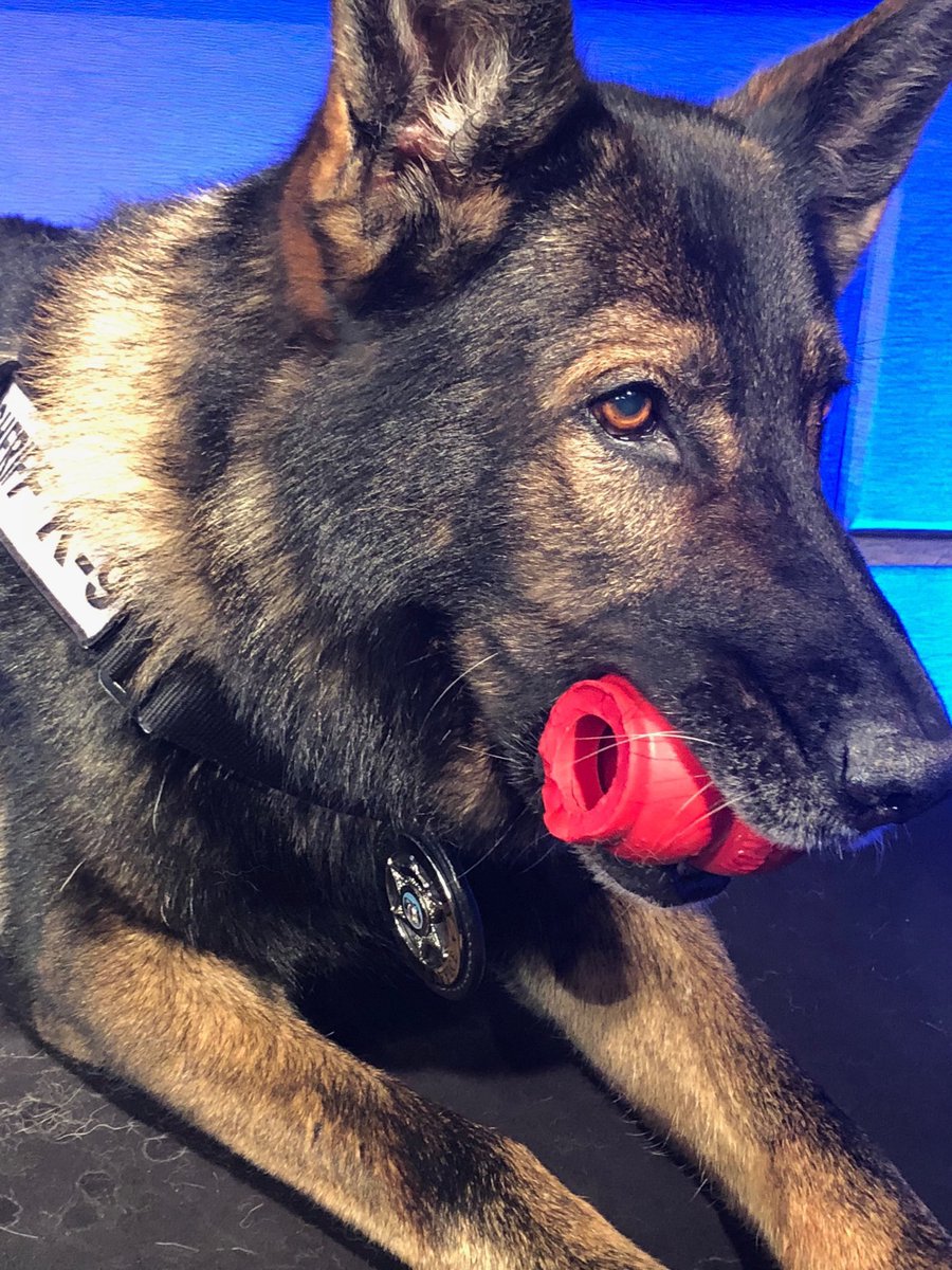 CraigmylesMob's tweet photo. Good Morning my beautiful #MylesMob. It’s #LivePdDay

Here is your #DailyDoseOfCuteness. 

How can you resist this precious face?!💙🐕🐾💙

@LivePdBlueLine @JamesCraigmyle @LivePdFantasyLG @LadiesOfLivePD @GreeneCountySO @IndependenceGr1 https://t.co/yX8qwj8N6N