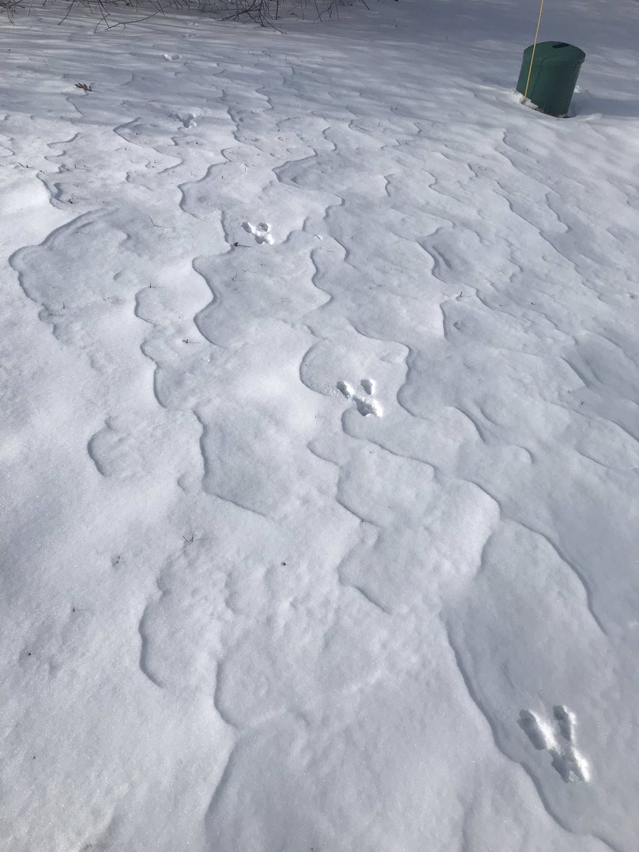 Lizricketts2's tweet photo. My backyard deer tracks ? https://t.co/X83N0uZicp