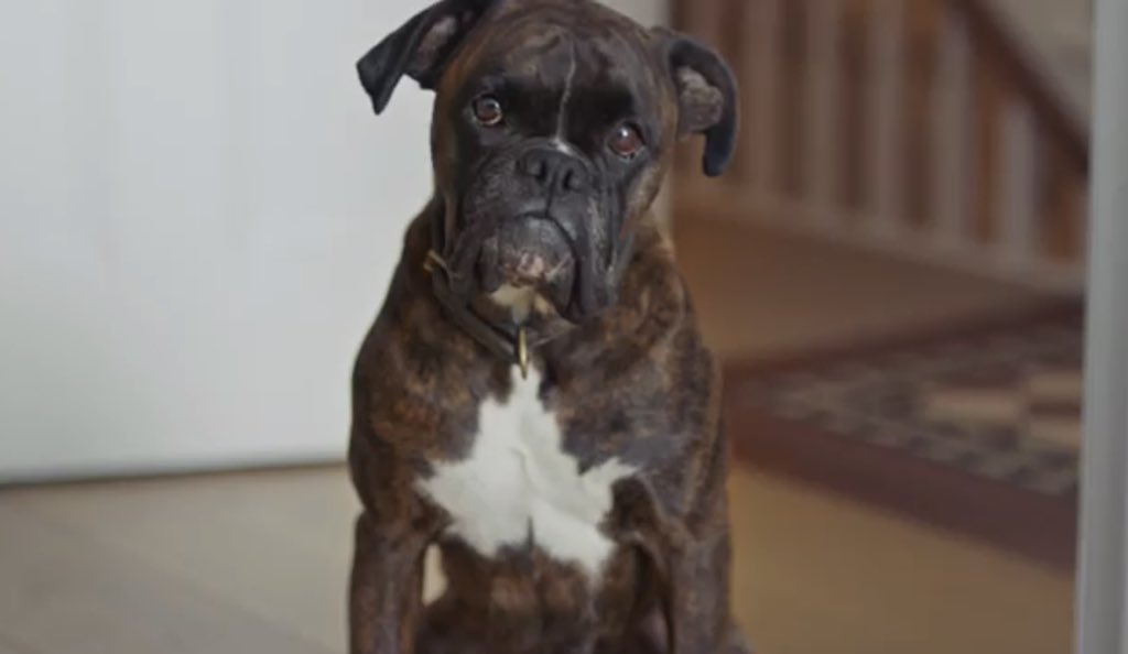 Furry friday keeping you warm!  MOOSE LOVES YOU XXX