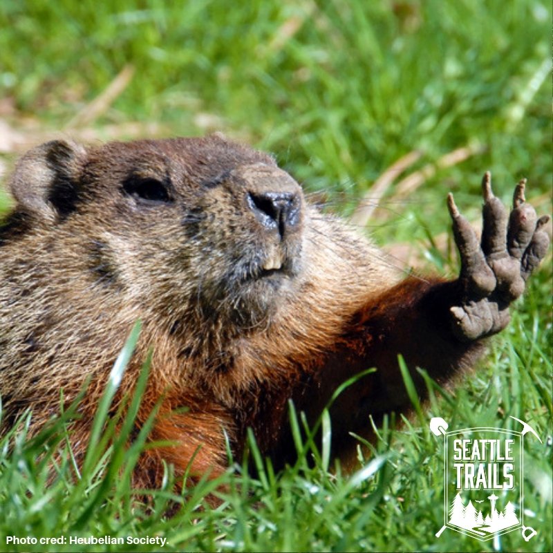 SeattleTrails's tweet photo. Who’s ready for spring? 🌻🌞Although we don’t have #groundhogs in WA, we do have squirrels- a close, and local family member! 🐿Visit #SeattleTrails to see if they have any good news! #groundhogsday #Seattle #SeattleParks #SeaTrails #urbanhiking #optoutside #urbantrails #friday https://t.co/5EuX15Zqwf