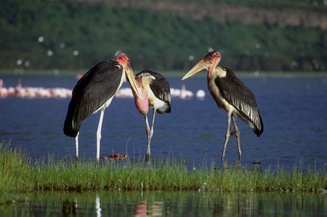 где обитает птица марабу. какая птица встречается только в африке. марабу род существительного. марабу какой род. марабу род.