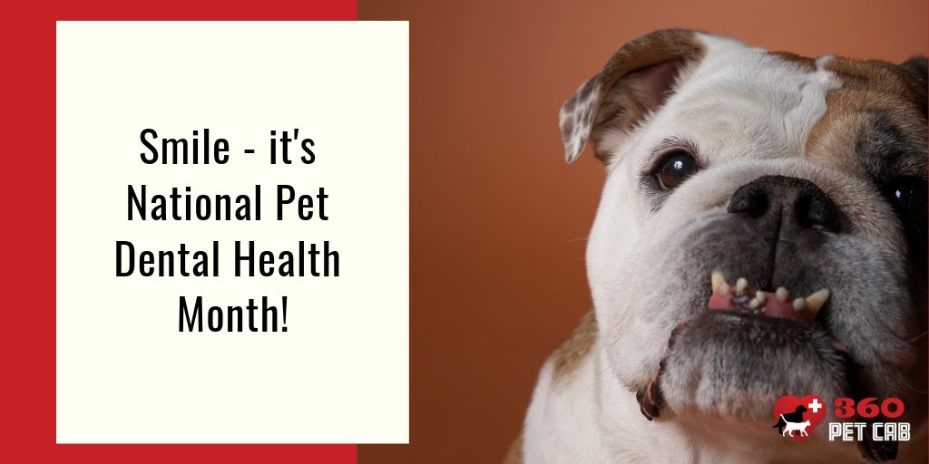 360PetCab's tweet photo. National Pet Dental Health Month starts today! Have you had your pet's teeth cleaned recently? Learn how to help your pet live a long, happy, healthy life → https://t.co/wSNBmdguOC

#360petcab #nationalpetdentalhealthmonth #petdentalhealth #petdentalcare #petdental #dentalhealth https://t.co/88AWyhIGX6