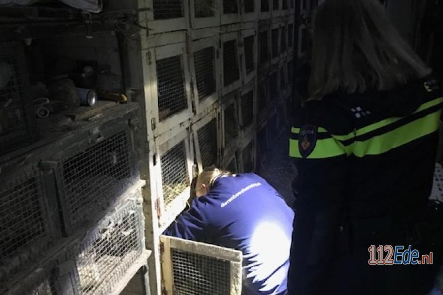 🚨 Ruim tweehonderd konijnen in beslag genomen bij fokker in #Ede 112.press/QxzXs9 112Ede https://t.co/LCJFfaf2Ci