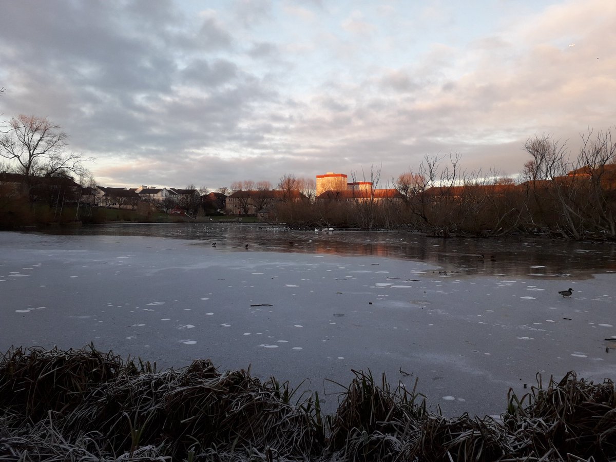 25 species of bird in a short walk around @LochendPark plus two hungry-looking foxes taking a chance hunting on the ice.