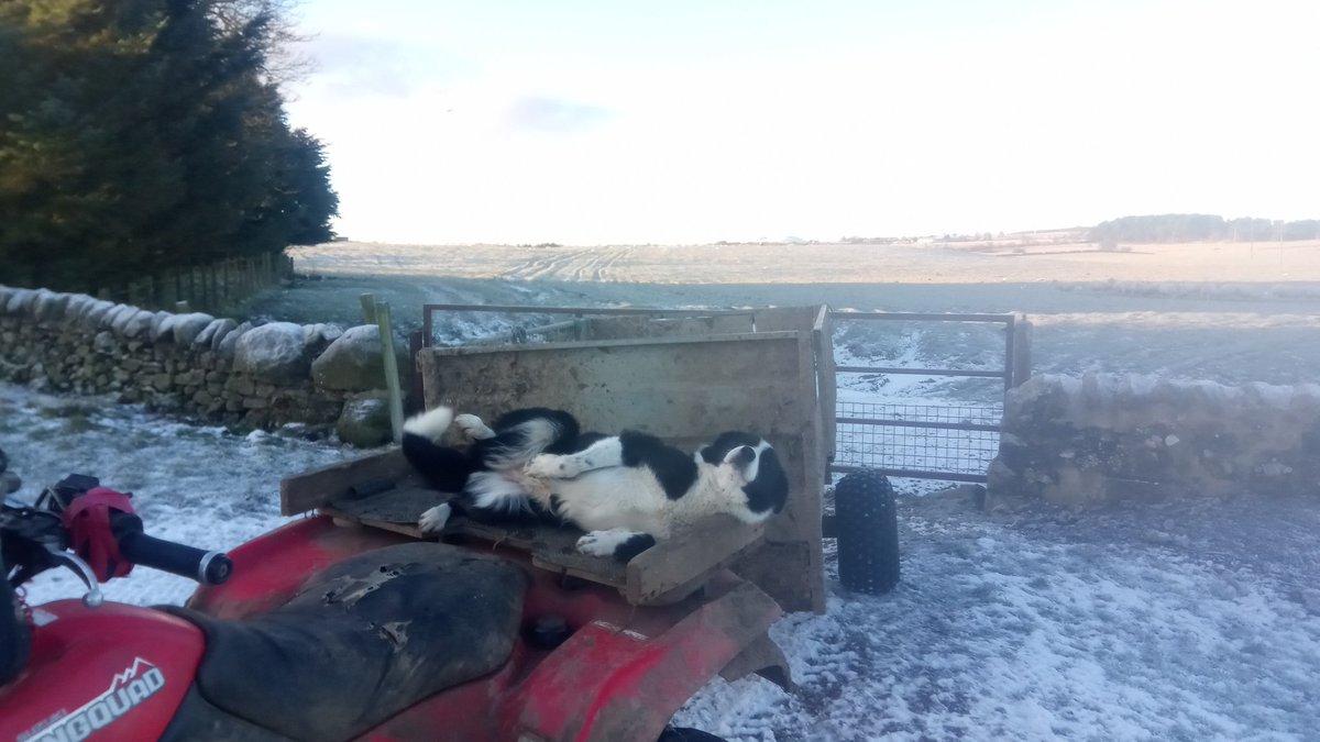 Wee Jill enjoying the sheep rounds this morning.