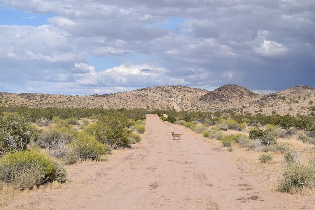 LaurenGlasses's tweet image. 🏘 #ListingOfTheDay 

🏜The parcel number is 0605-351-04-0000, it’s a 2.5 acre corner lot zoned residential in Joshua tree at the corner of center and Lancaster streets. #BuildYourDream 

Offered at $35,000 💸

#JTRealEstate #DesertRealEstate #LandForSale #HipsterHood