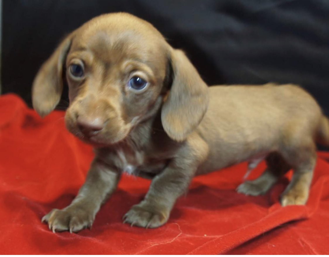 onewiththesand's tweet photo. Picking THIS up today to come home❤️🐾 #Axl #BrotherDog #Wienerdog #mommyslittleboy #puppylove #snuggles #puppybreath #kissing #GetAlongLittleDoxie #cantwait #mamaandax #chocolatetruffledachshund 🥰 https://t.co/kjtfh8rY8z