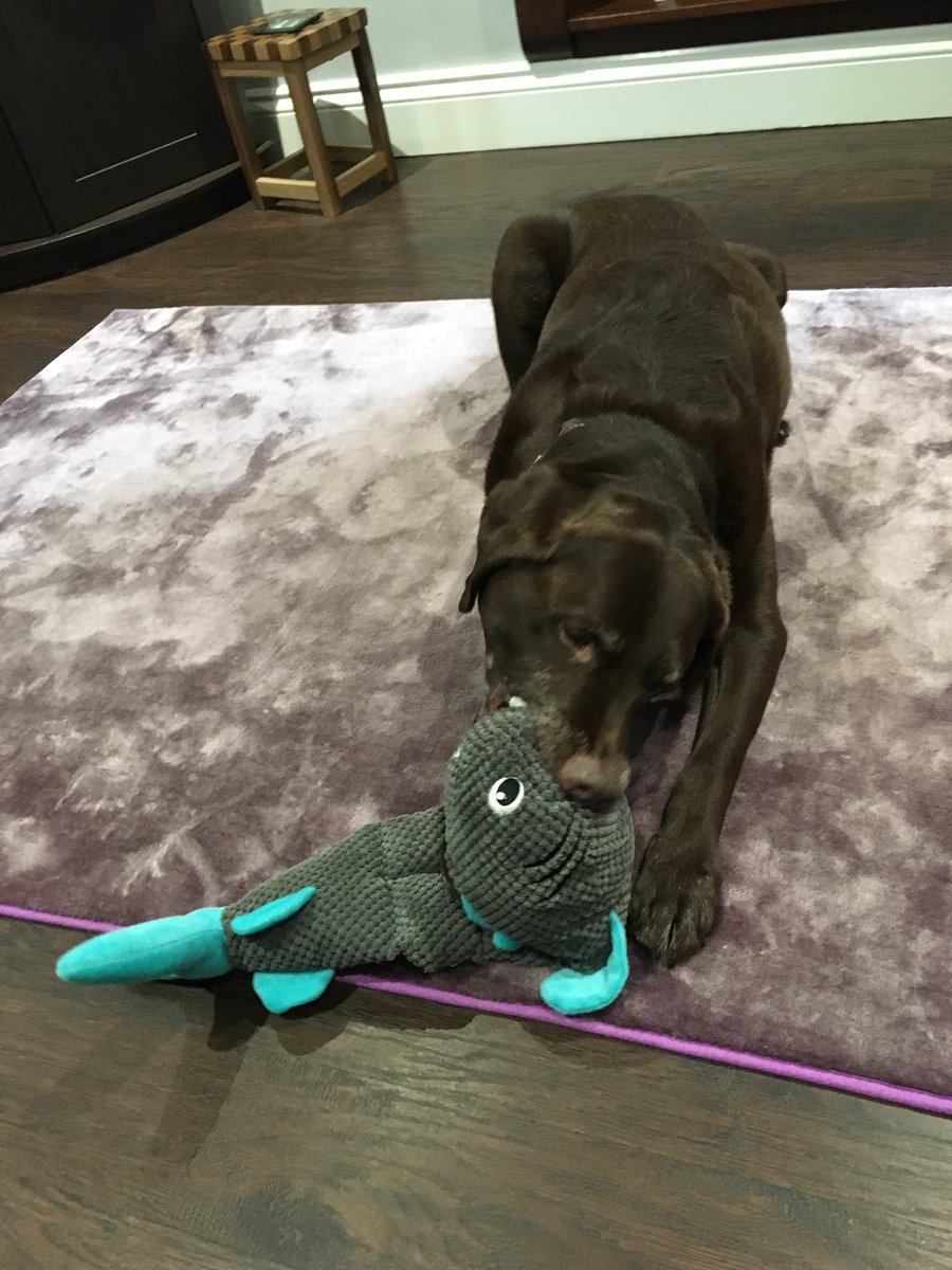 New toy!!! 🦈 #spoiltdoggy