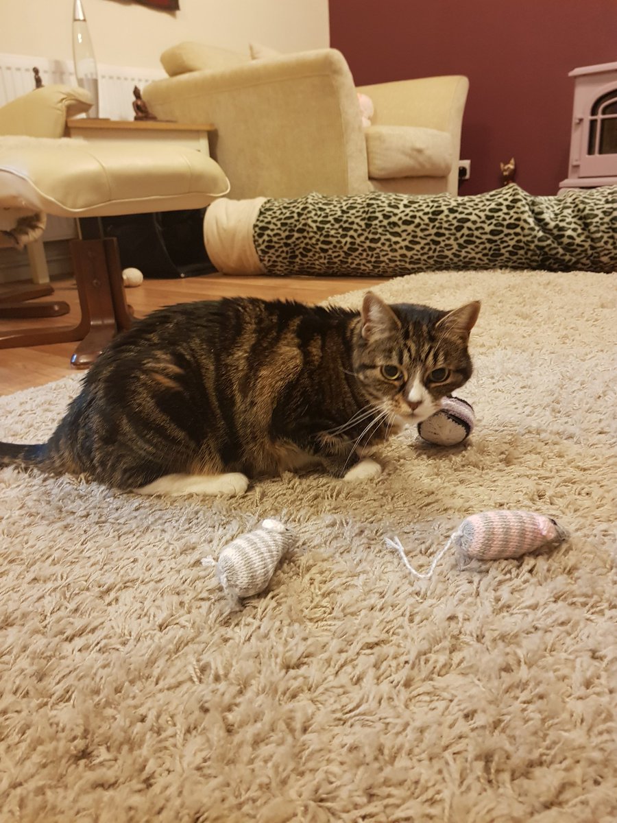 MsEmJam's tweet image. #RubyCat got some prezzies &amp;amp; it helps out Lincs Cat Care
