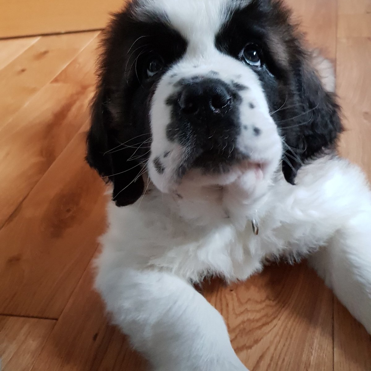 New member of staff joined us today at Carrot Towers.  Meet Chester, the pedal tester.