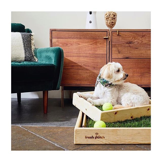 FreshPatch's tweet image. @ralphiebyhimselfie looking ohh so comfy in the @visitbatch showroom #DoggosOfSanFran #ItsREALgrass #freshpatchPUP #freshpatchDOG #freshpatch bit.ly/2GgHu36