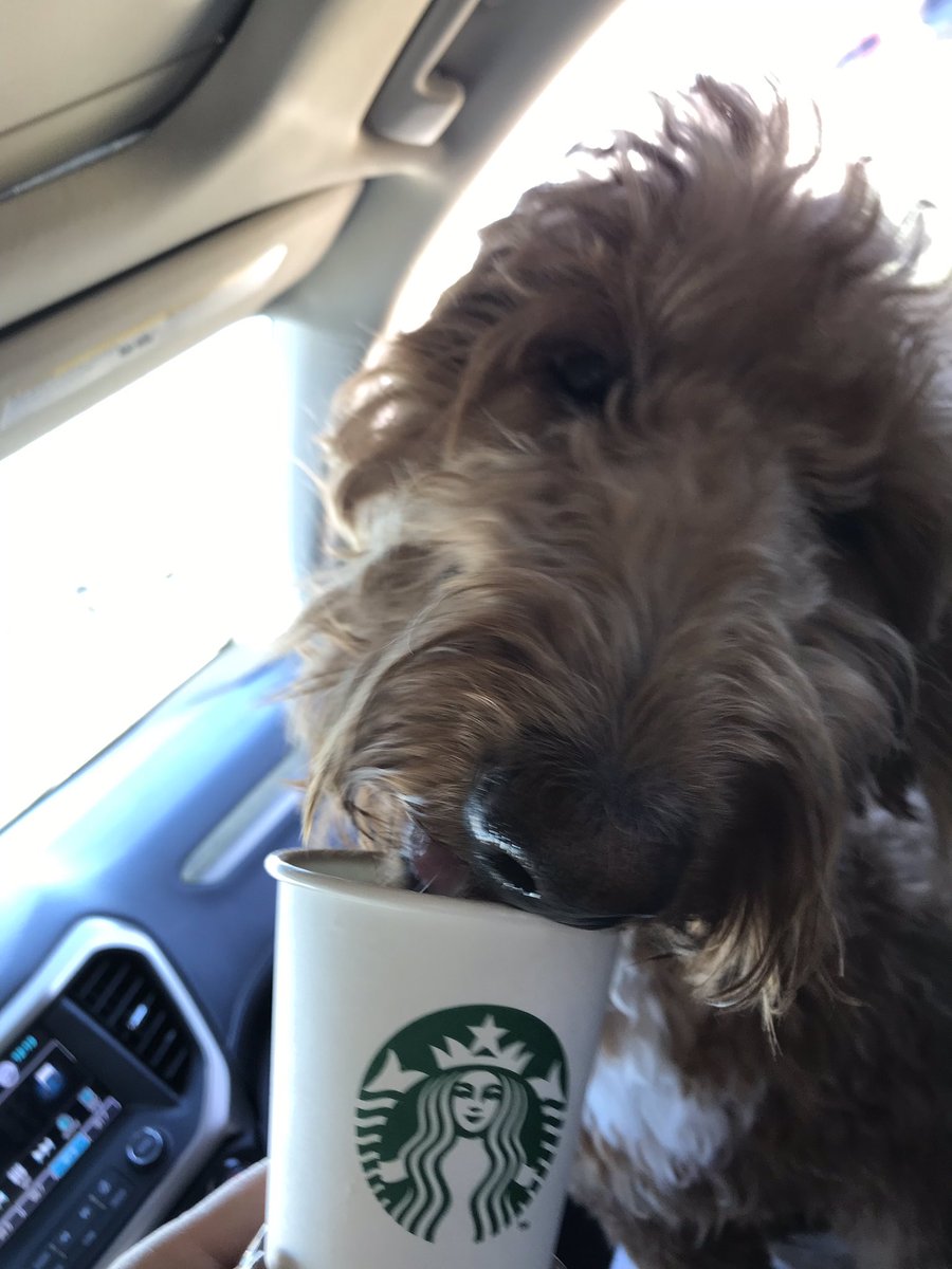 sherry_grissom's tweet photo. Wish this girl could be my teaching buddy some days!  ❤️ her! #goldendoodle https://t.co/0zSGToeHik