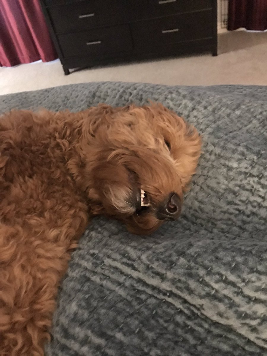 sherry_grissom's tweet photo. Wish this girl could be my teaching buddy some days!  ❤️ her! #goldendoodle https://t.co/0zSGToeHik