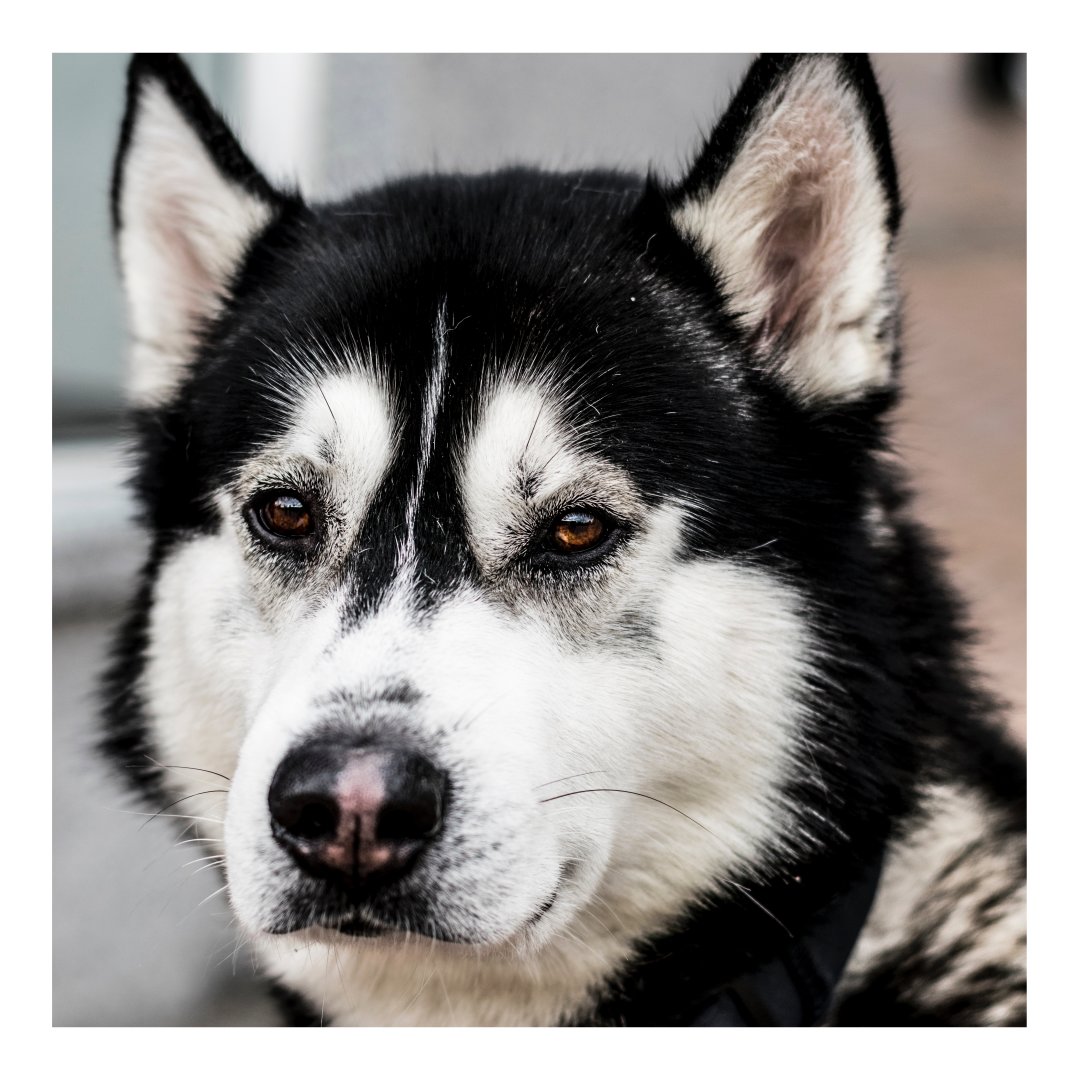 HillcrestHighCC's tweet photo. Don't forget that next week is the HUSKY FAIR at Hillcrest High School!
...
February 5, 2019
3:00-4:45 Hillcrest High Students
4:45-6:00 Middle School Students
6:00-7:00 Auditorium Presentation
7:00-8:00 IB Information Session
...
DON'T MISS IT! https://t.co/Yq0TG24Apr