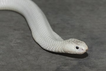 Discover 12 White Snakes - AZ Animals